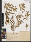 Foto von Salix medwedewii Dode